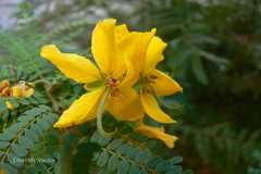 Senna polyphylla